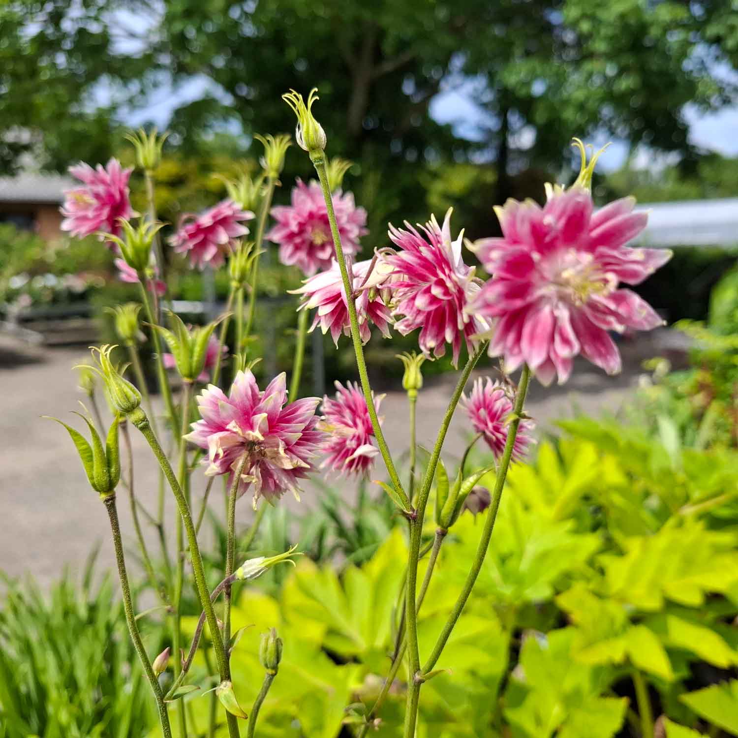 Aquilegia vulgaris 'Nora Barlow' 11C