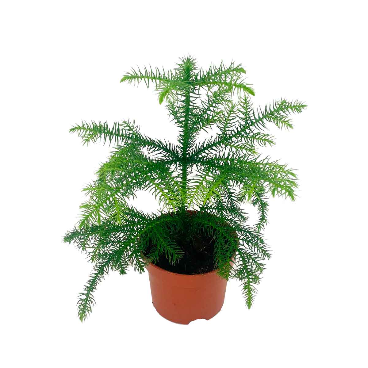 Araucaria heterophylla 14cm
