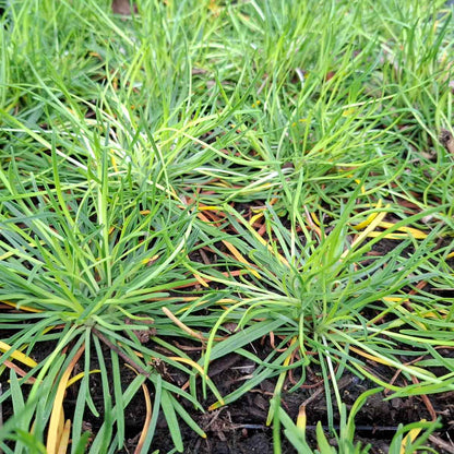 Armeria m. 'Alba' P9