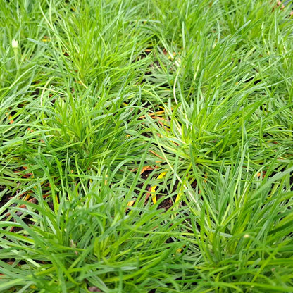 Armeria m. 'Splendens' P9
