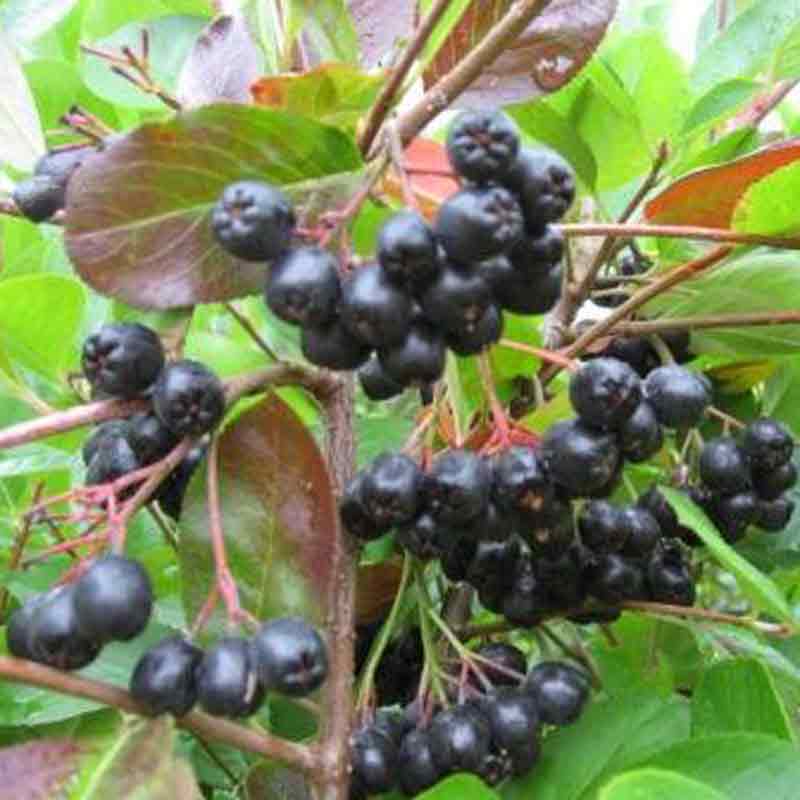 Aronia melanocarpa 'Hugin'