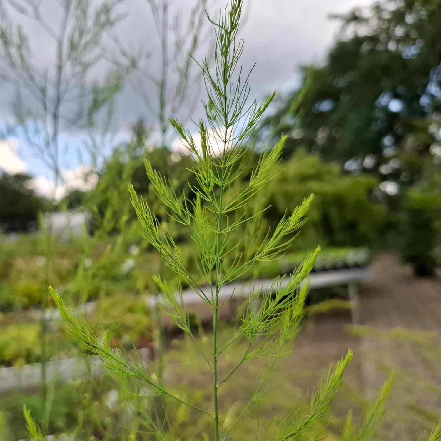 Sparris Gijnlim 3 L Pot