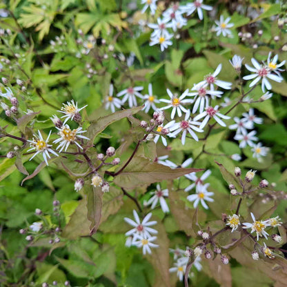 Aster ageratoides 'Asran' P9