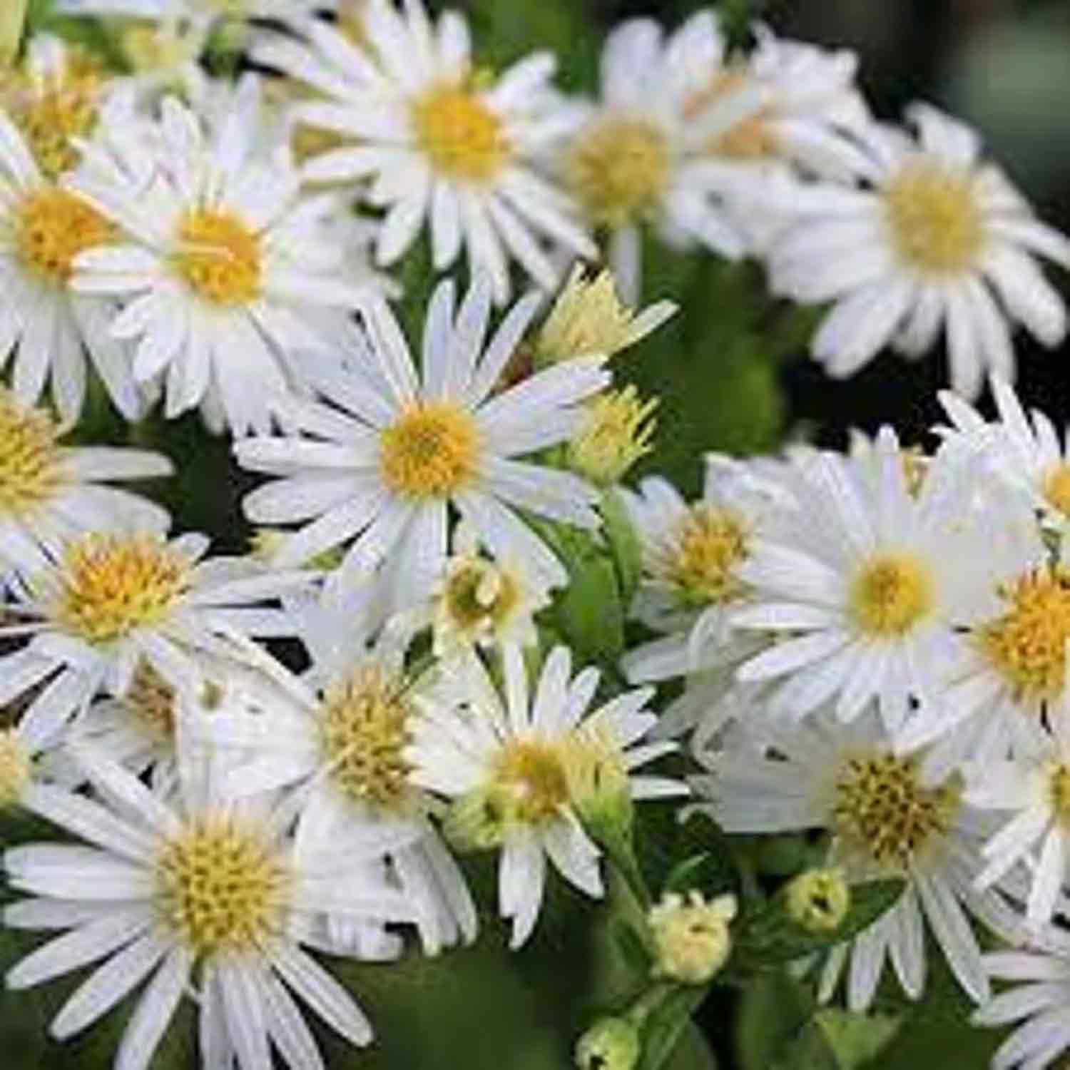 Aster ageratoides 'Ashvi' P9