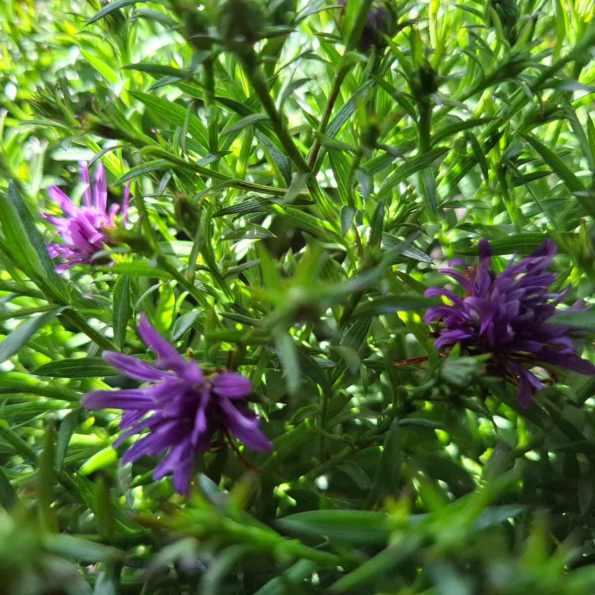 Aster 'Blue Lapis' 3L