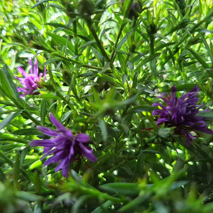 Aster 'Blue Lapis' 3L
