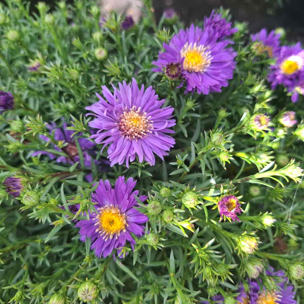 Aster 'Blue Lapis' 3L
