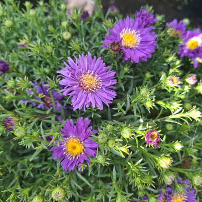 Aster 'Blue Lapis' 3L
