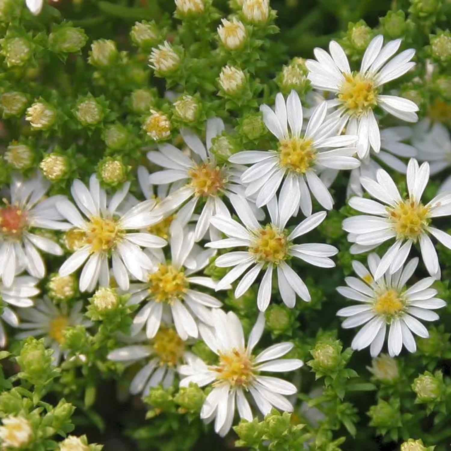 Aster ericoides 'Snowflurry' P9