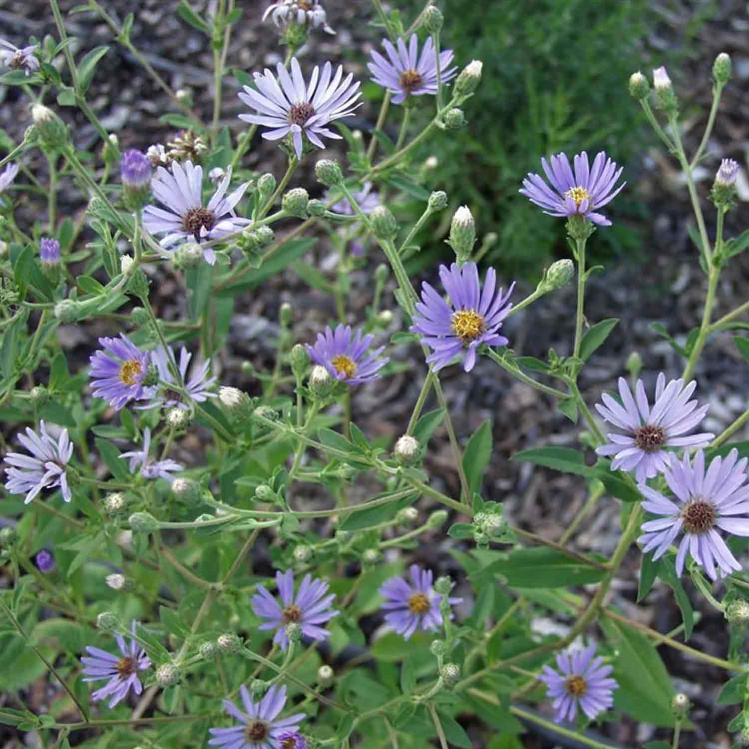 Aster macrophyllus 'Twilight' P9