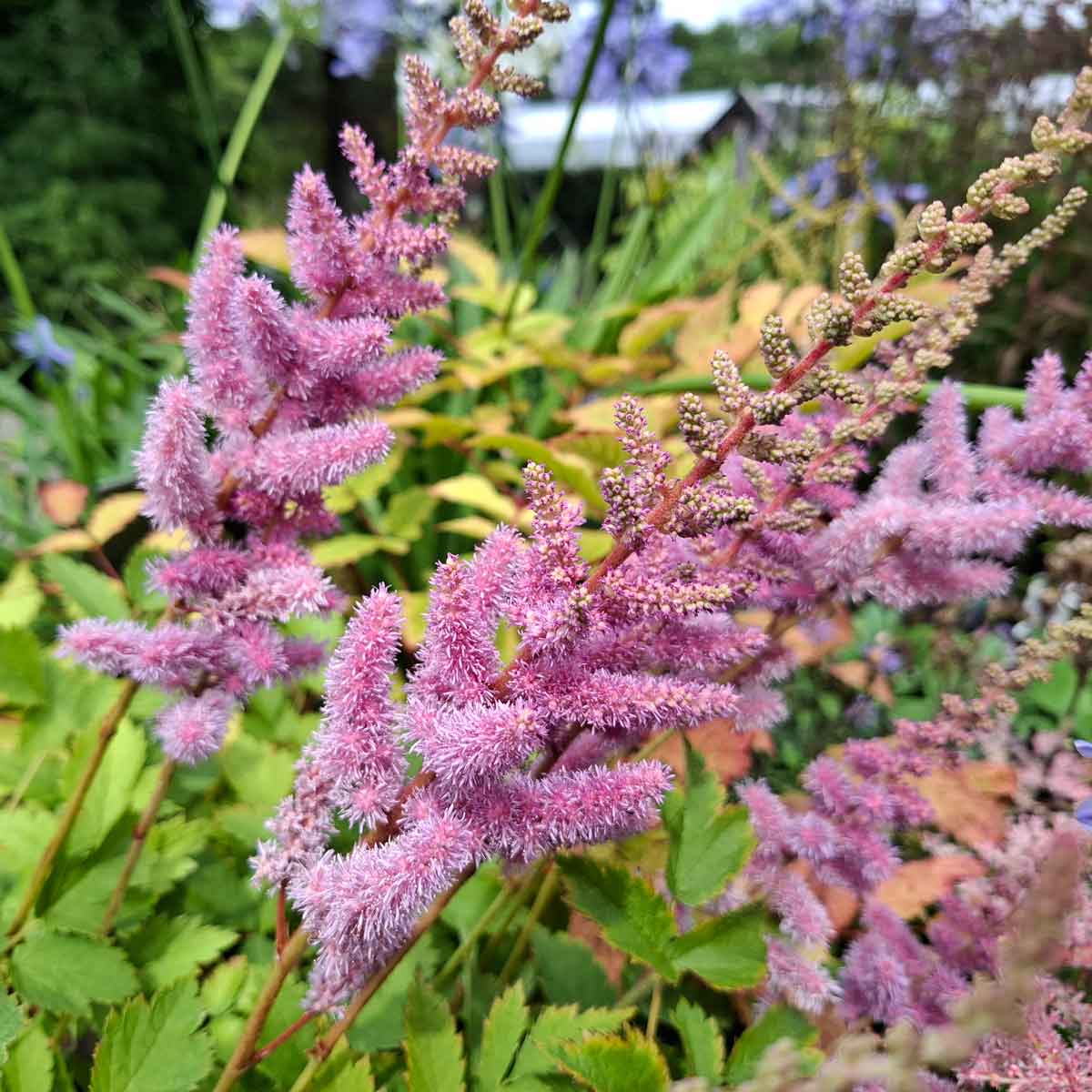 Astilbe c. 'Pumila' P9