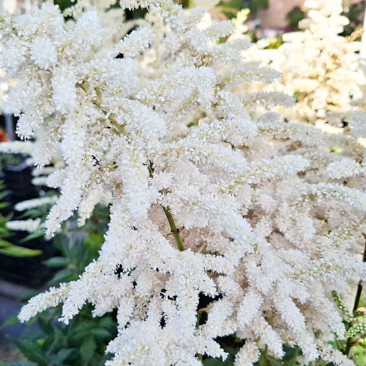 Astilbe japonica 'Deutschland' 3L