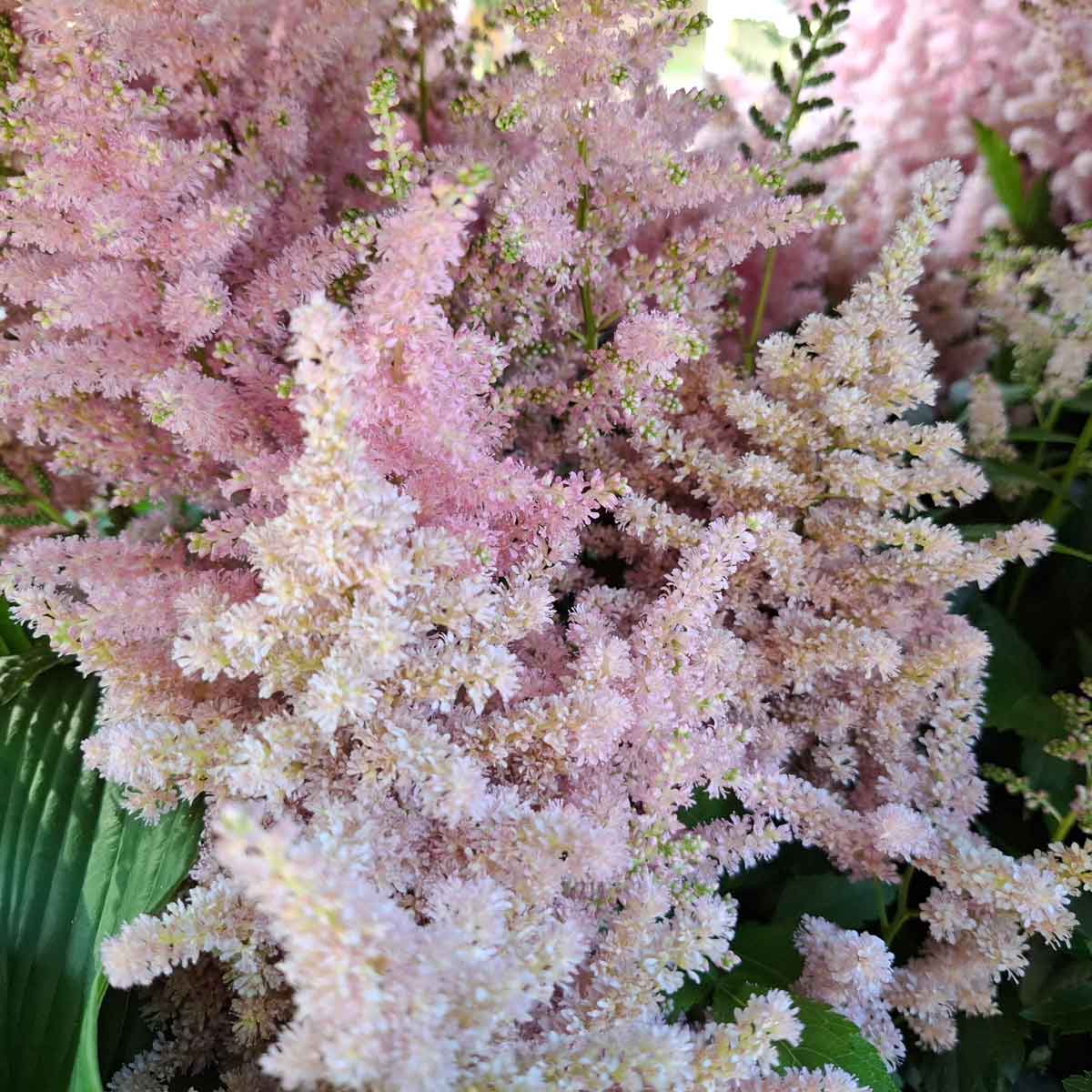 Astilbe japonica 'Peach Blossom' 3L