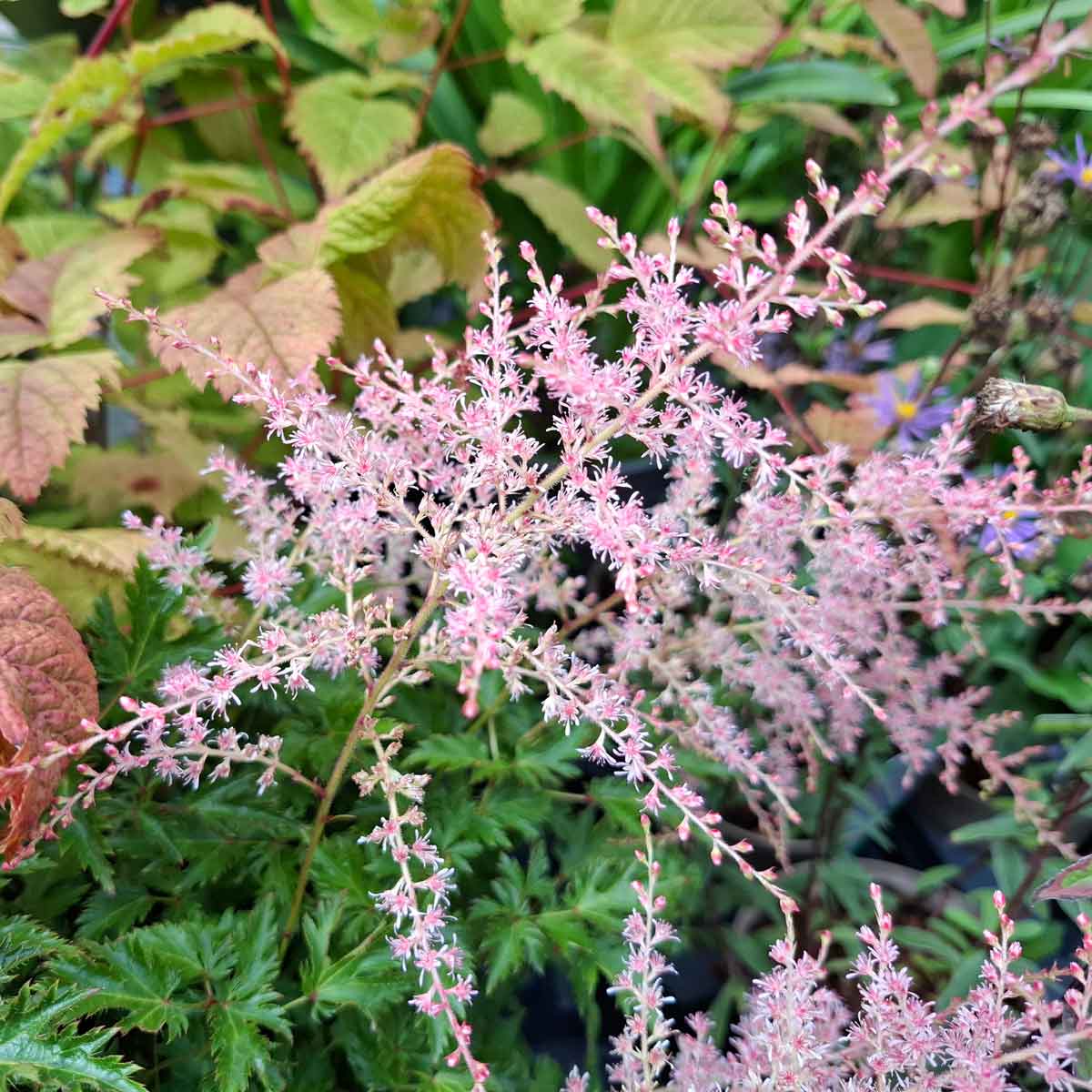 Astilbe glaberrima 'Sprite' 1L
