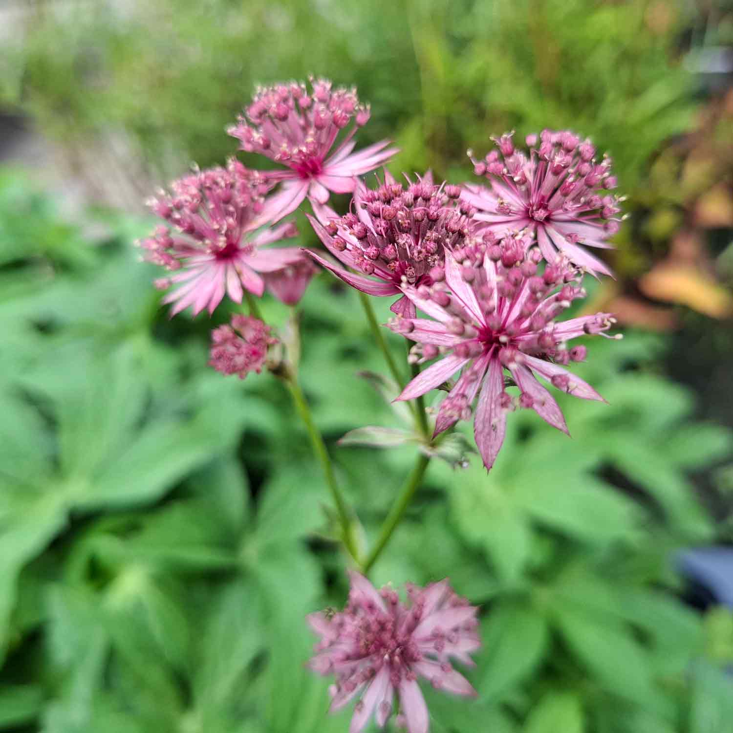 Astrantia 'Cerise Button' 13cm