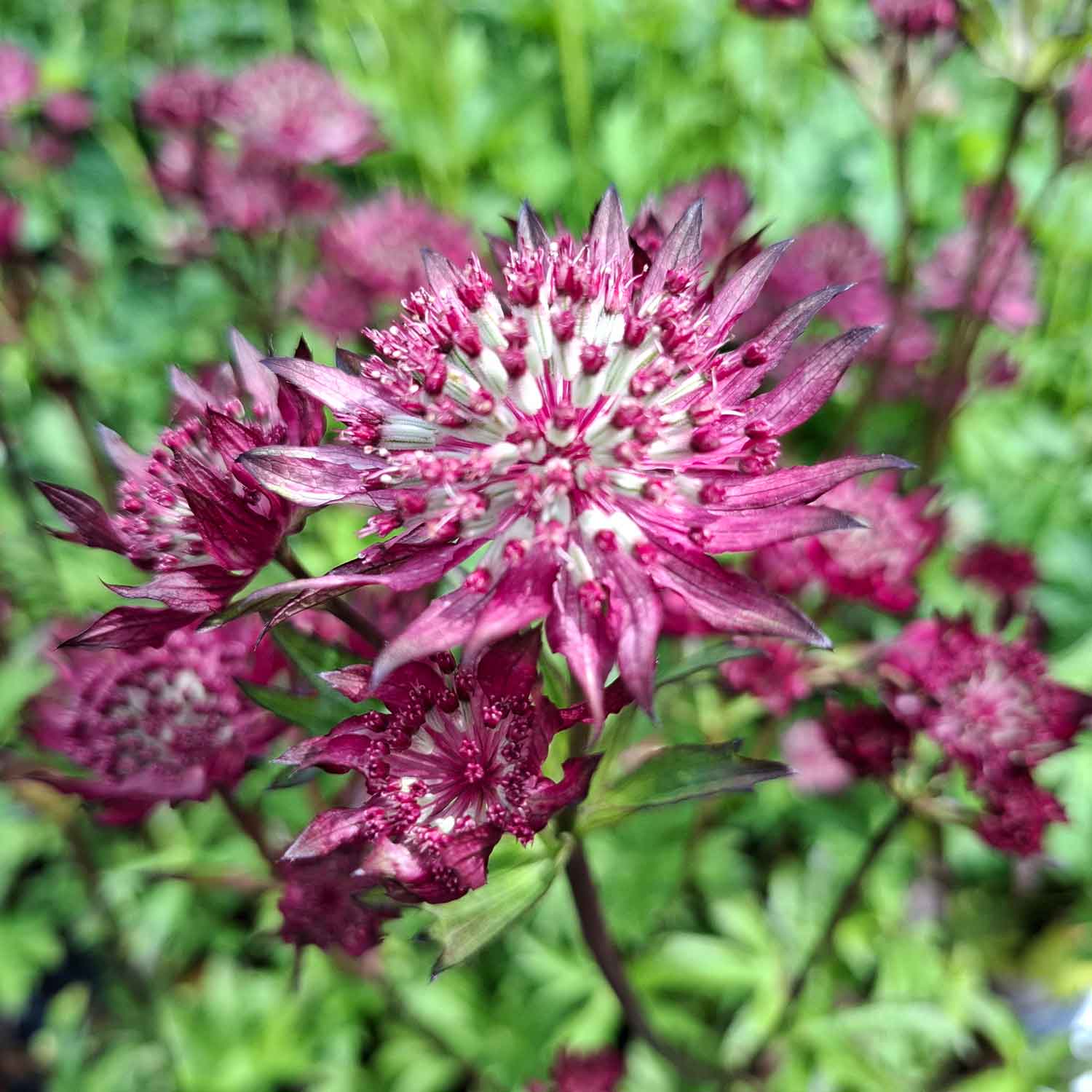 Astrantia hybrid 'Burgundy Manor' 1L
