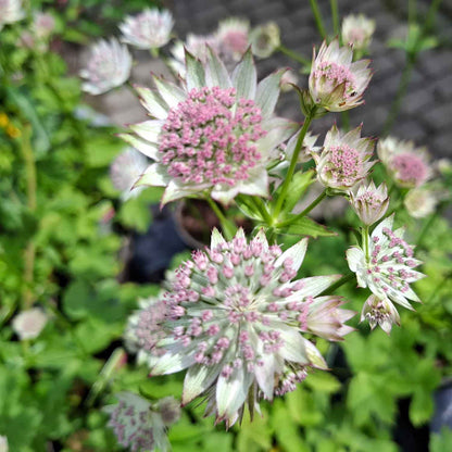 Astrantia major 'Buckland' 1L