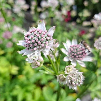 Astrantia major 'Star of Billion'(R) 1L