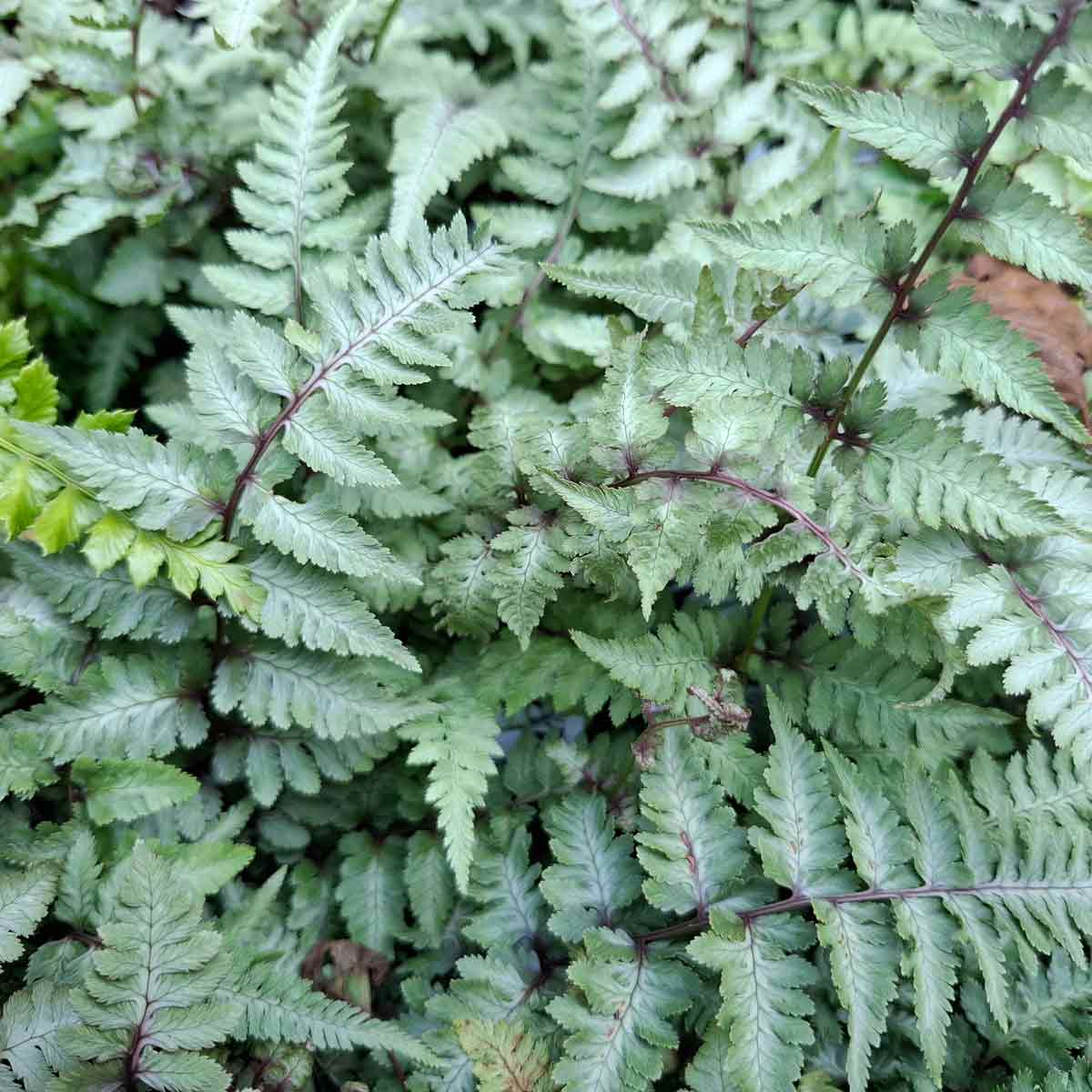 Athyrium niponicum 'Metallicum' 13cm