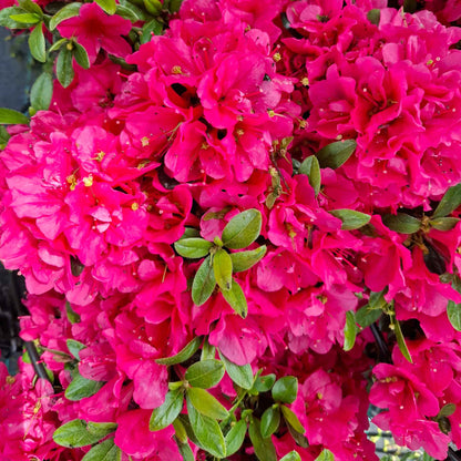 Rhododendron (AJ) 'Canzonetta' 20/25 C2