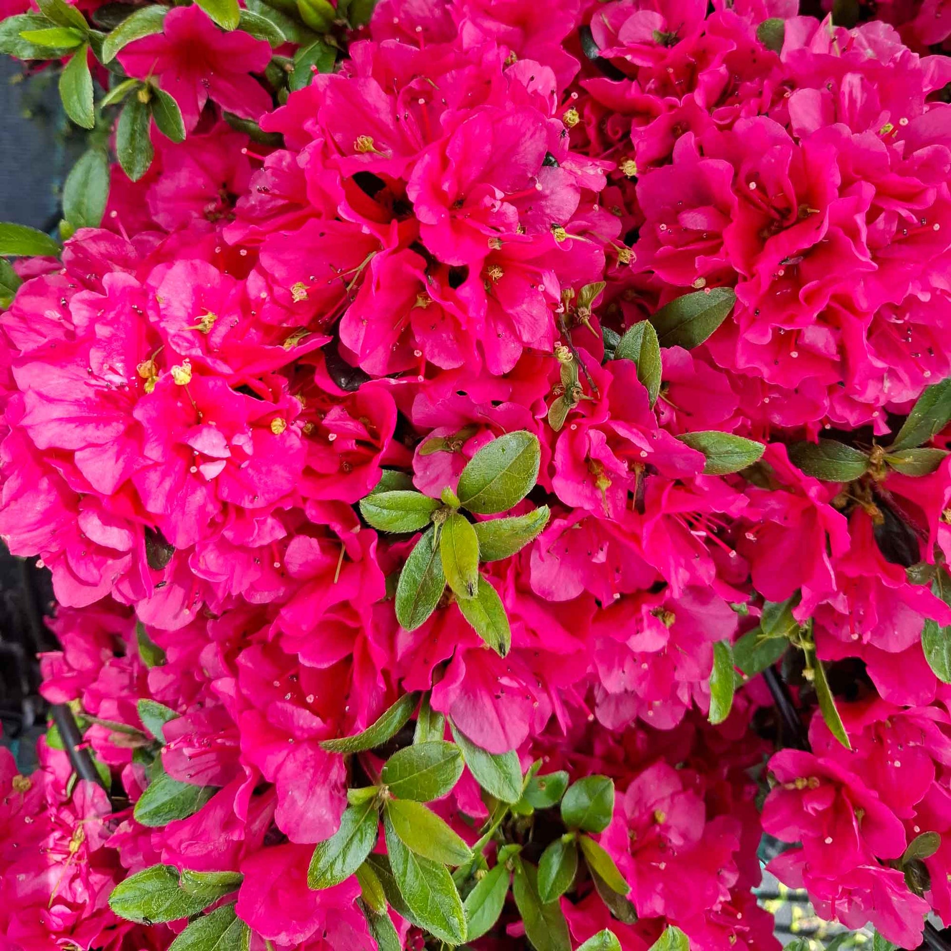 Rhododendron Jap. 'Canzonetta' 20-25