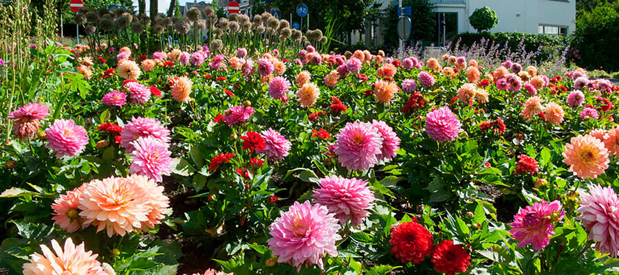 Laubjergs Planteskole Rosenhave Specialister I Planter laubjergs-planteskole-rosenhave-specialister-i-planter