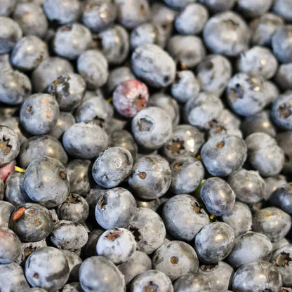 Blåbær  - Vaccinium cor. 'Duke' 3L