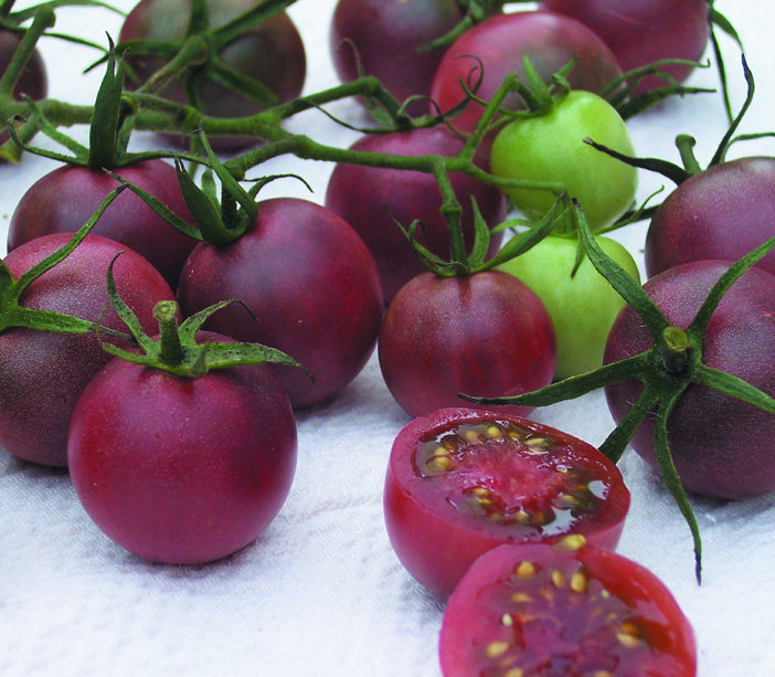 LYCOPERSICON L. 'CHERRYTOMAT'