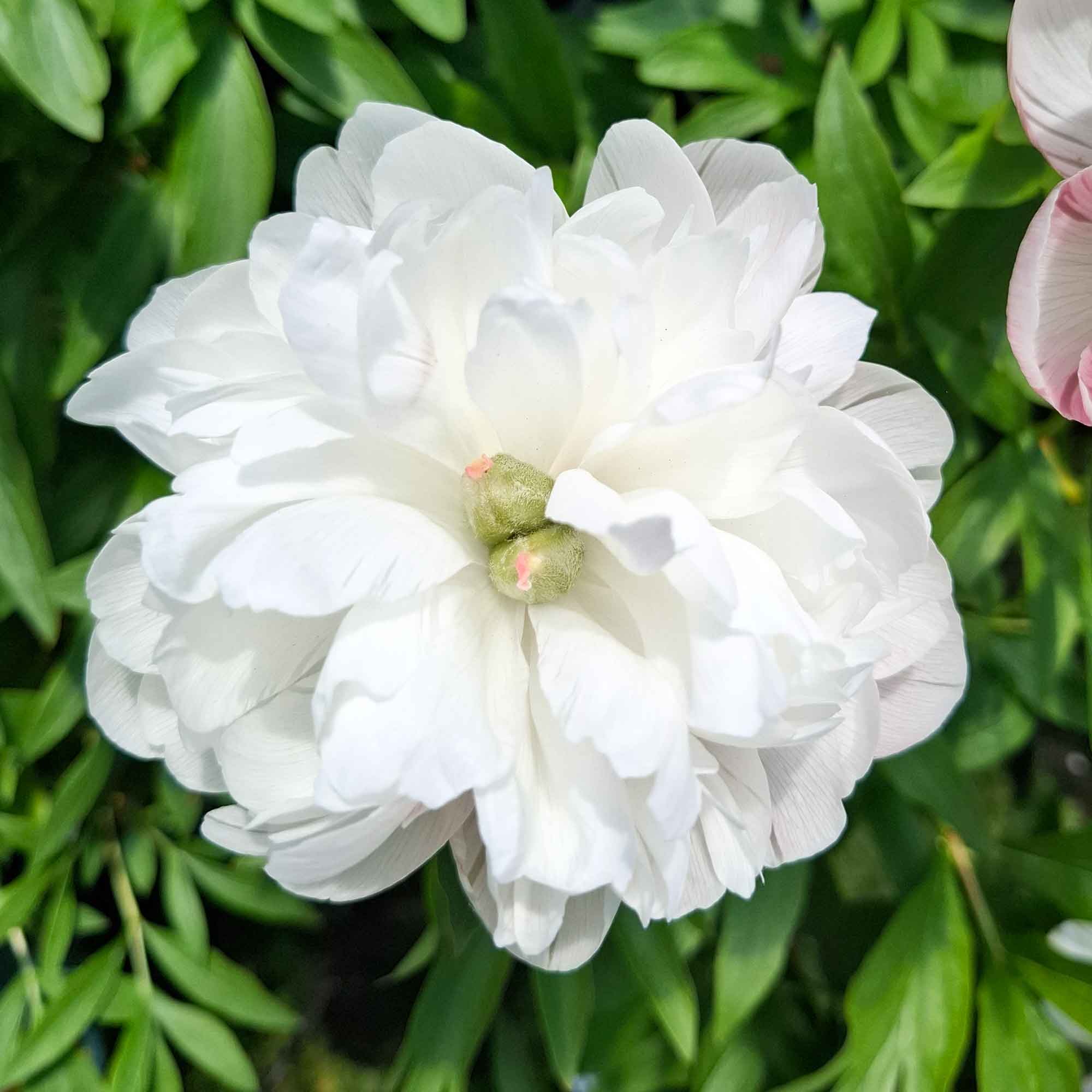 Bonderose - Paeonia officinalis 'Alba Plaena'