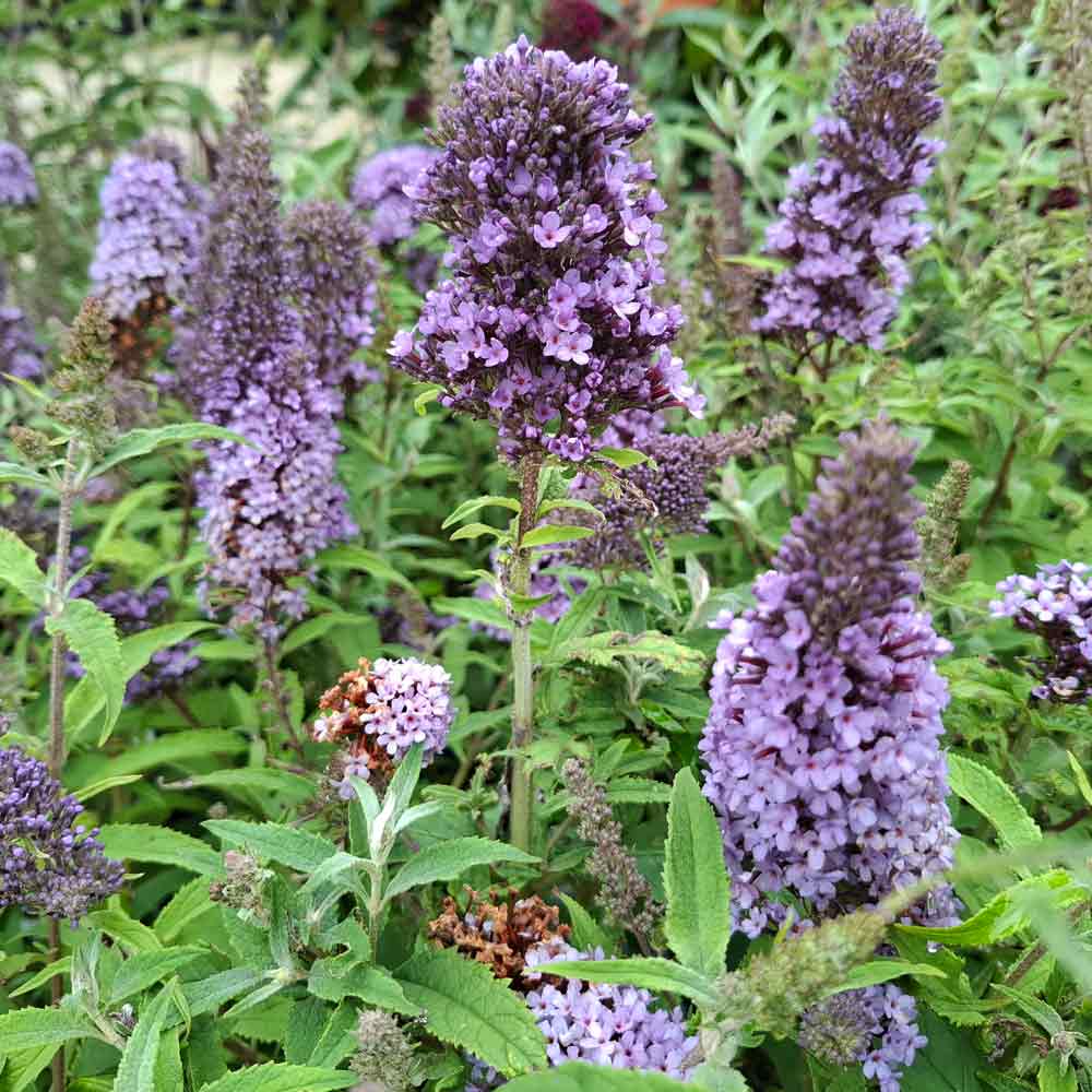 Buddleja davidii 'Buzz Sky Blue' C4,6