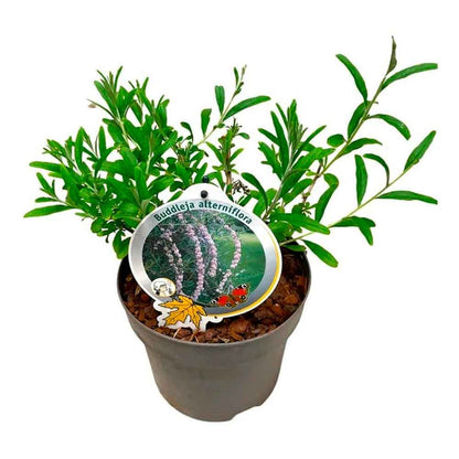 Buddleja alternifolia C3 40-60 CM