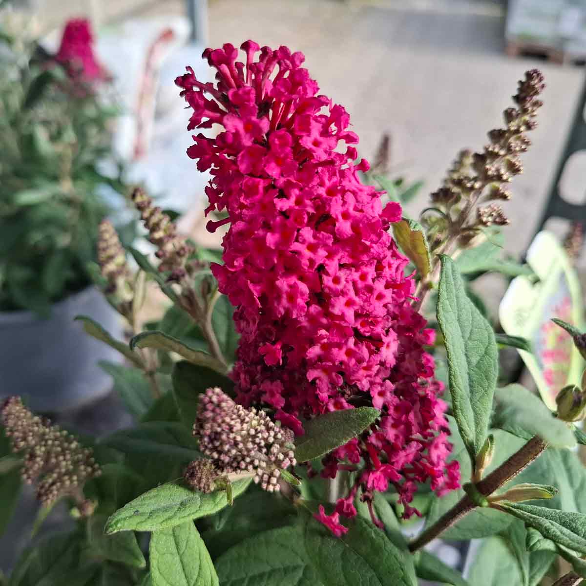 Buddleja Butterfly Candy® Little Ruby C3