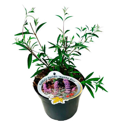 Buddleja davidii 'Nanho Blue' 30/40 C3