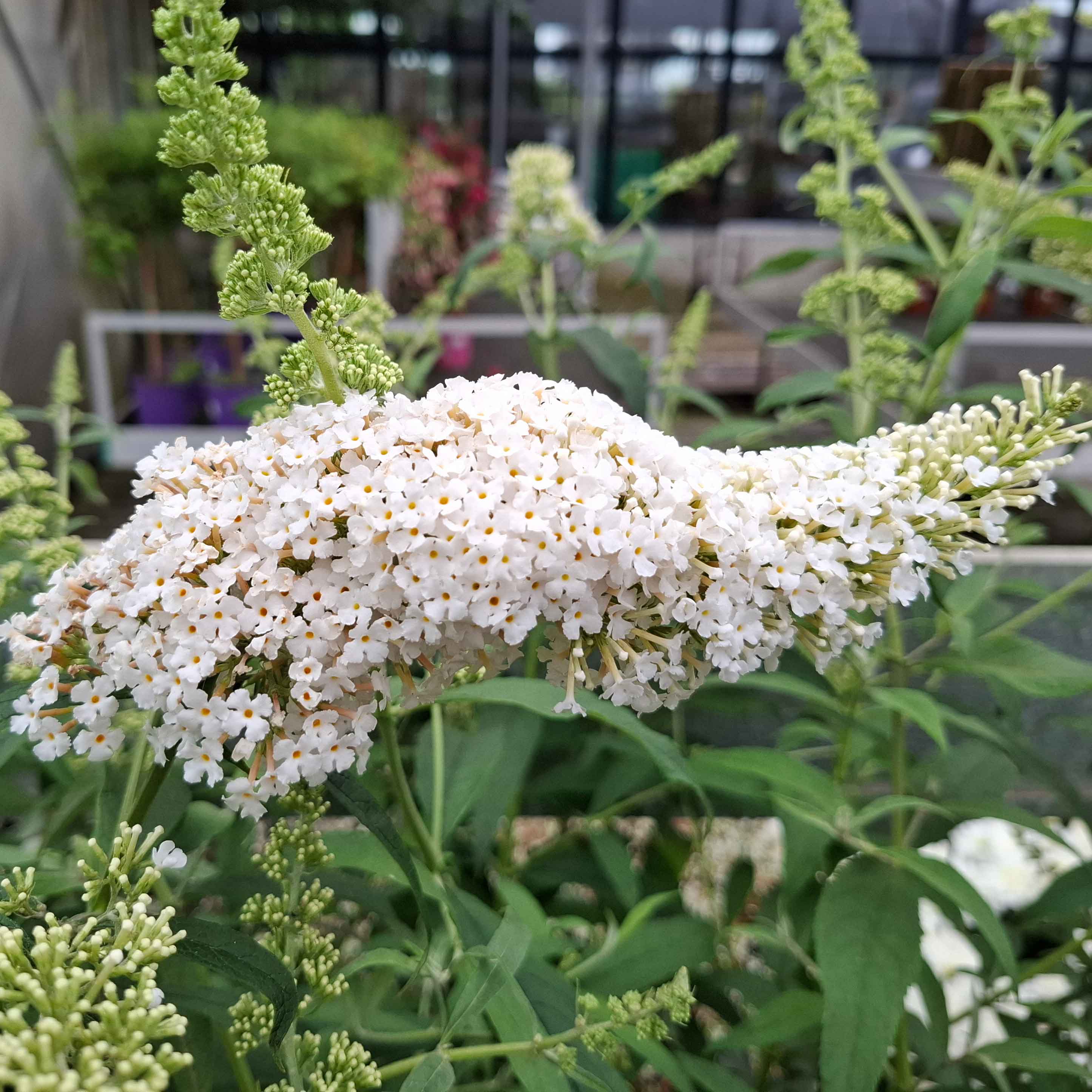 Buddleja davidii 'White Profusion' 30/40 C3