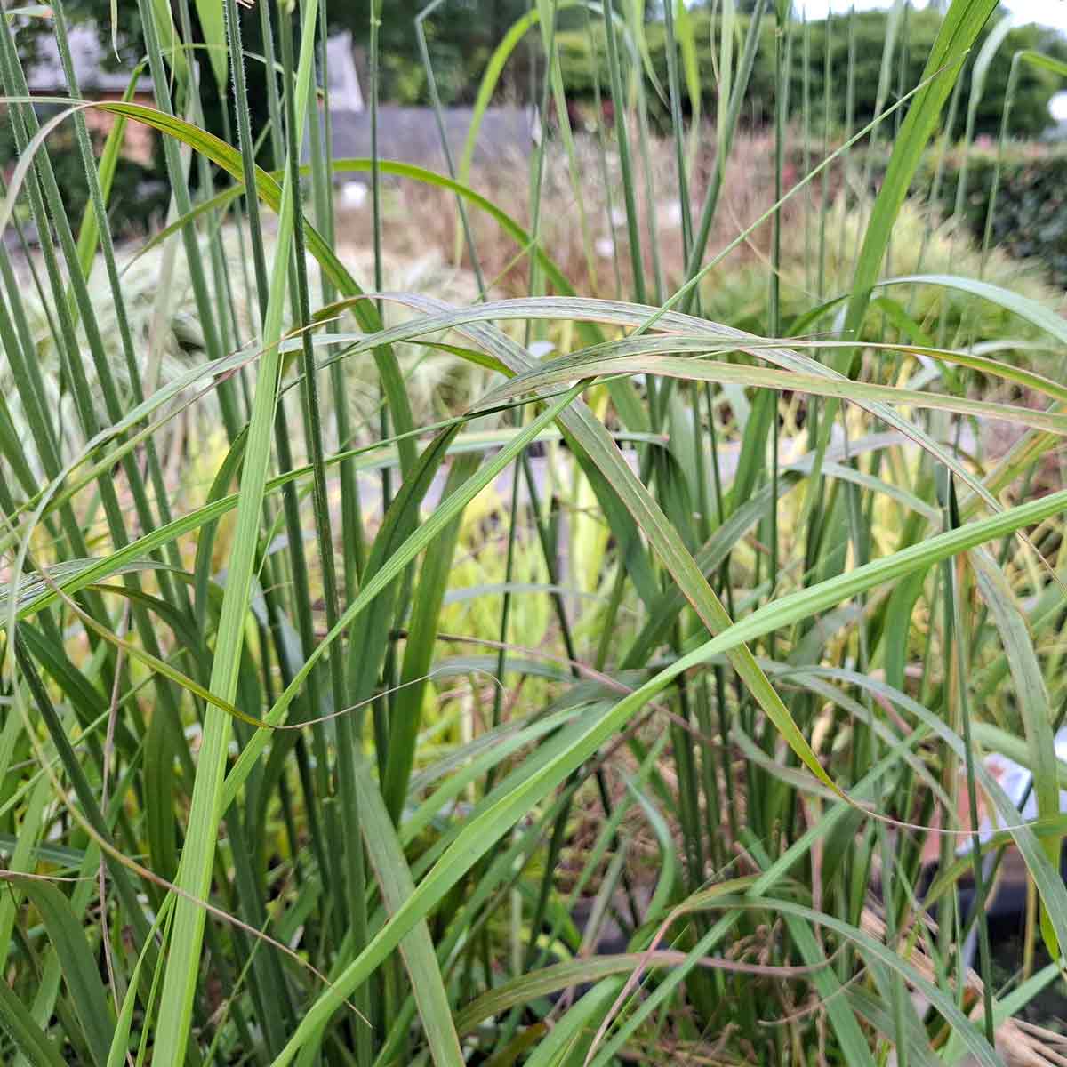 Calamagrostis brachytricha 1L