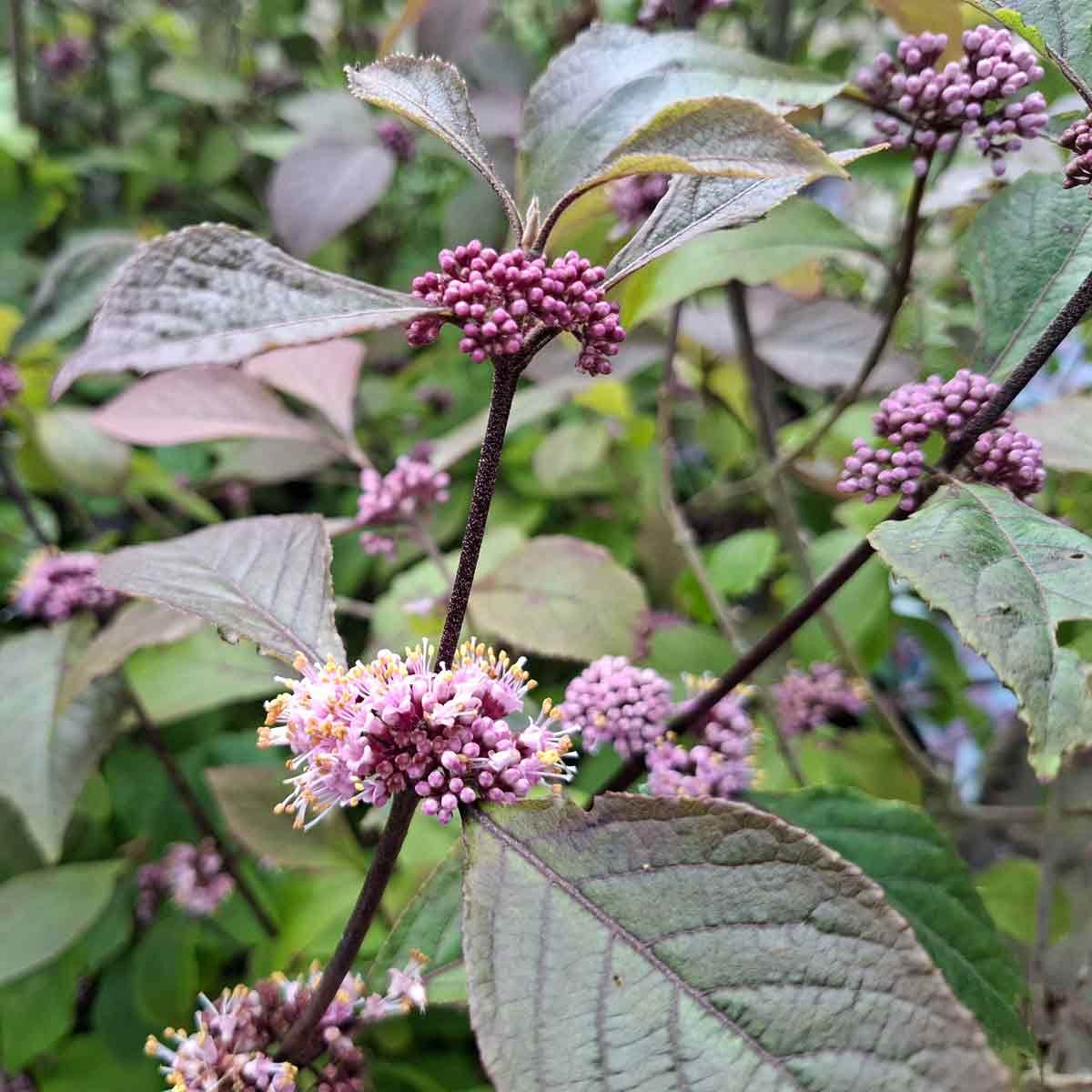 Glasbär - Callicarpa bodinieri 'Profusion' 50/60 C5