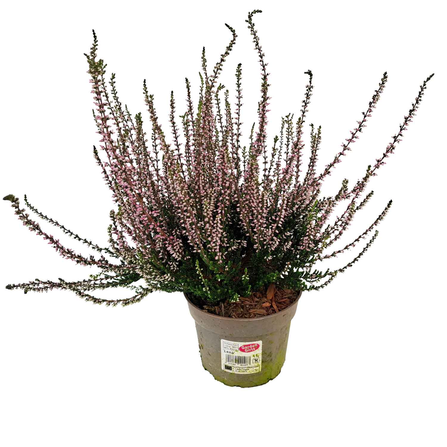 Calluna gardengirls mix P12