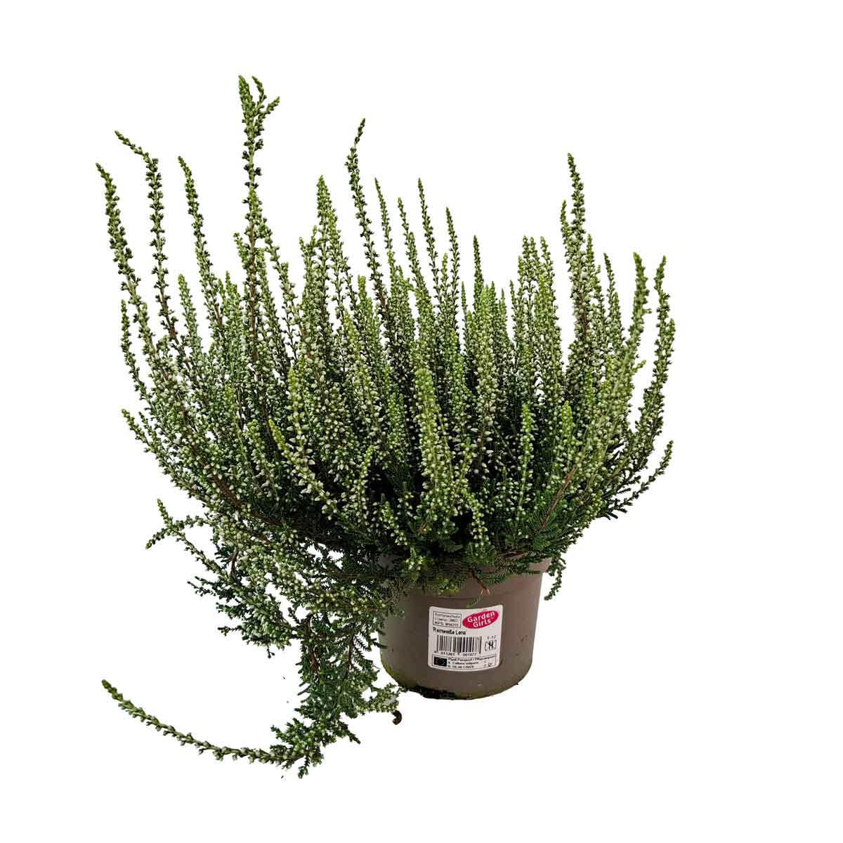 Calluna gardengirls mix P12