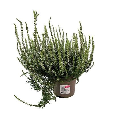 Calluna gardengirls mix P12