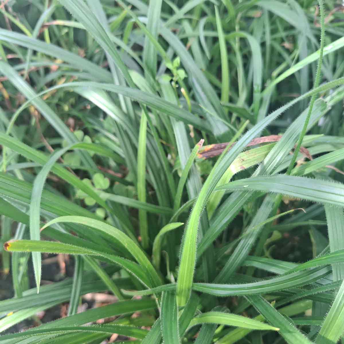 Carex Nordic®Copenhagen Select® 3 L Potte