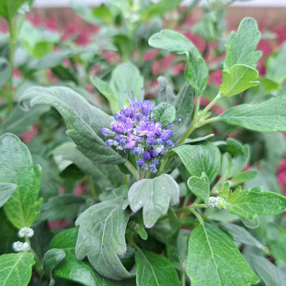 Caryopteris 'Dark Knight' C5