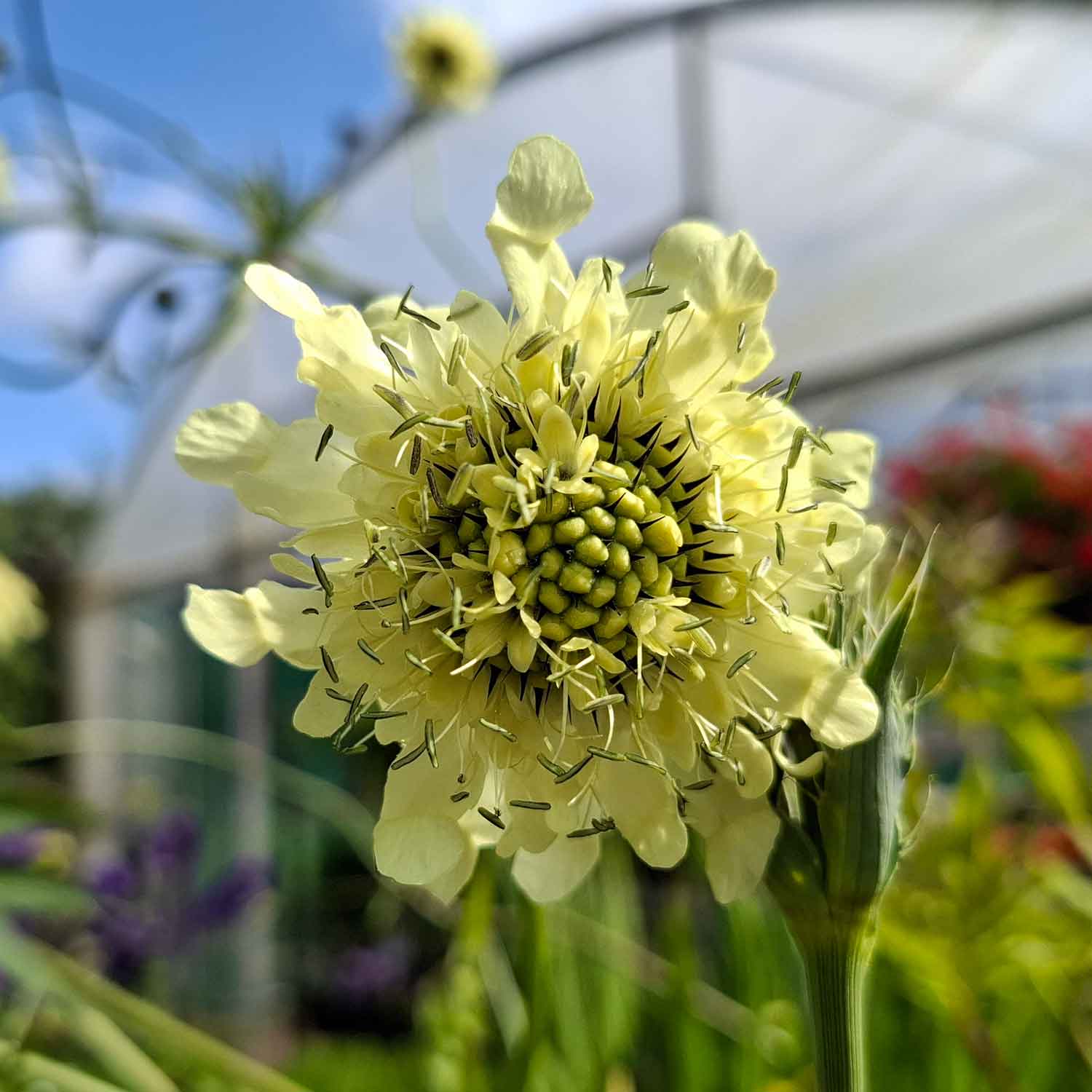 Cephalaria gigantea 1 L