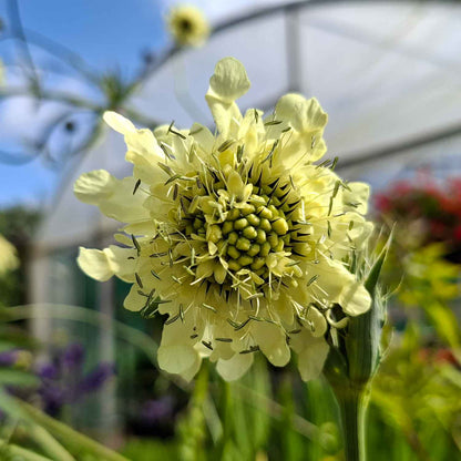 Cephalaria gigantea 1 L