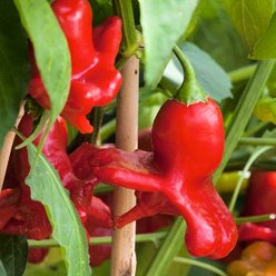 Chili Jamaican Bell 11,5 cm.