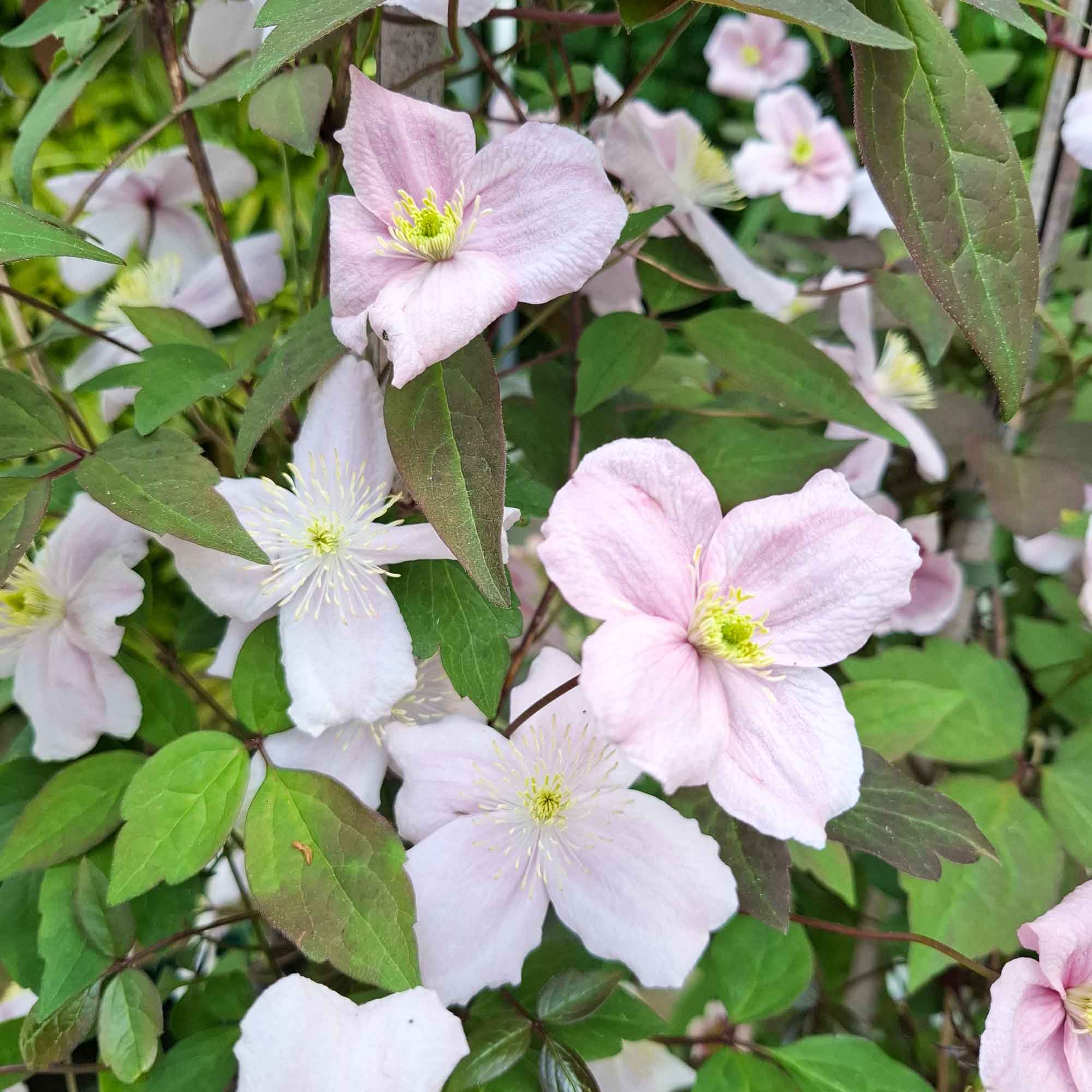 Clematis (Montana) 'Mayleen' 17cm
