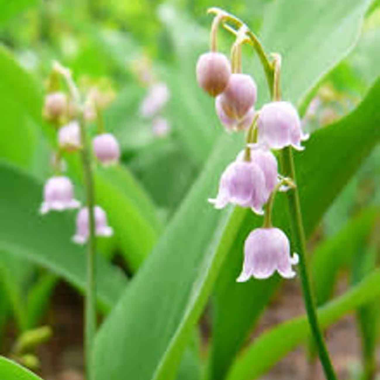 Convallaria maj. 'Rosea' P9