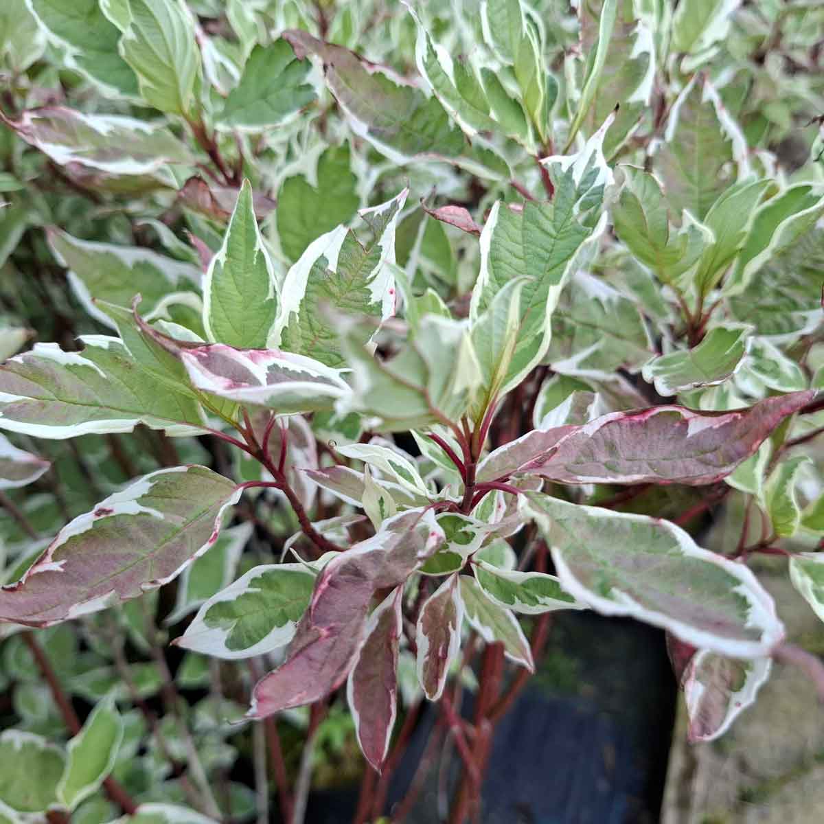 Cornus alba 'Bailhalo / Ivory Halo' White variegated dogwood C 5.0 SHRUB