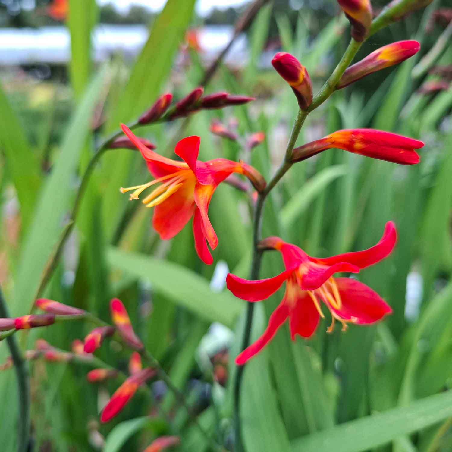 CROCOSMIA 'CARMIN BRILLIANT' C3