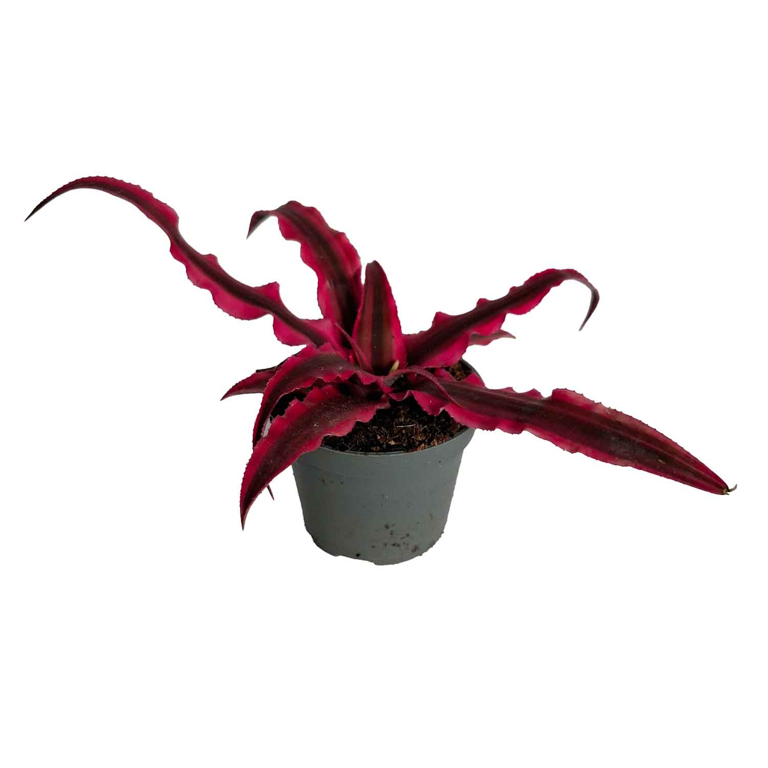 Cryptanthus mixed 6cm