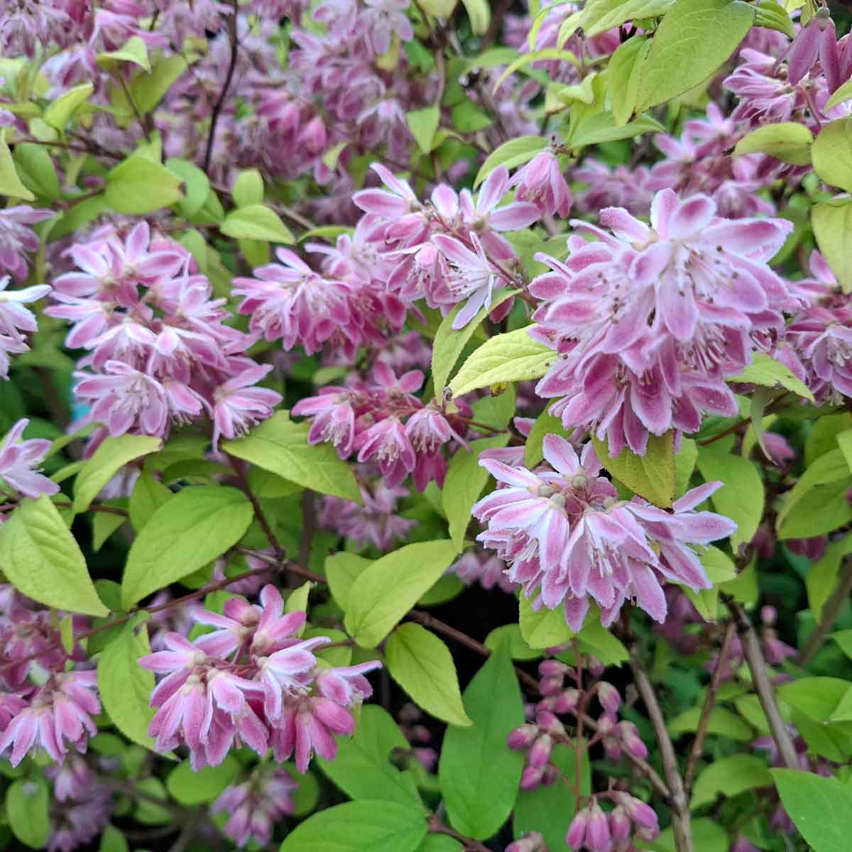 Deutzia hybrida 'Strawberry Fields' C4,6 50-60 CM